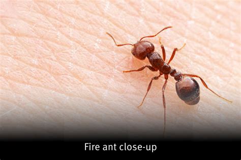 reporting fire ants qld